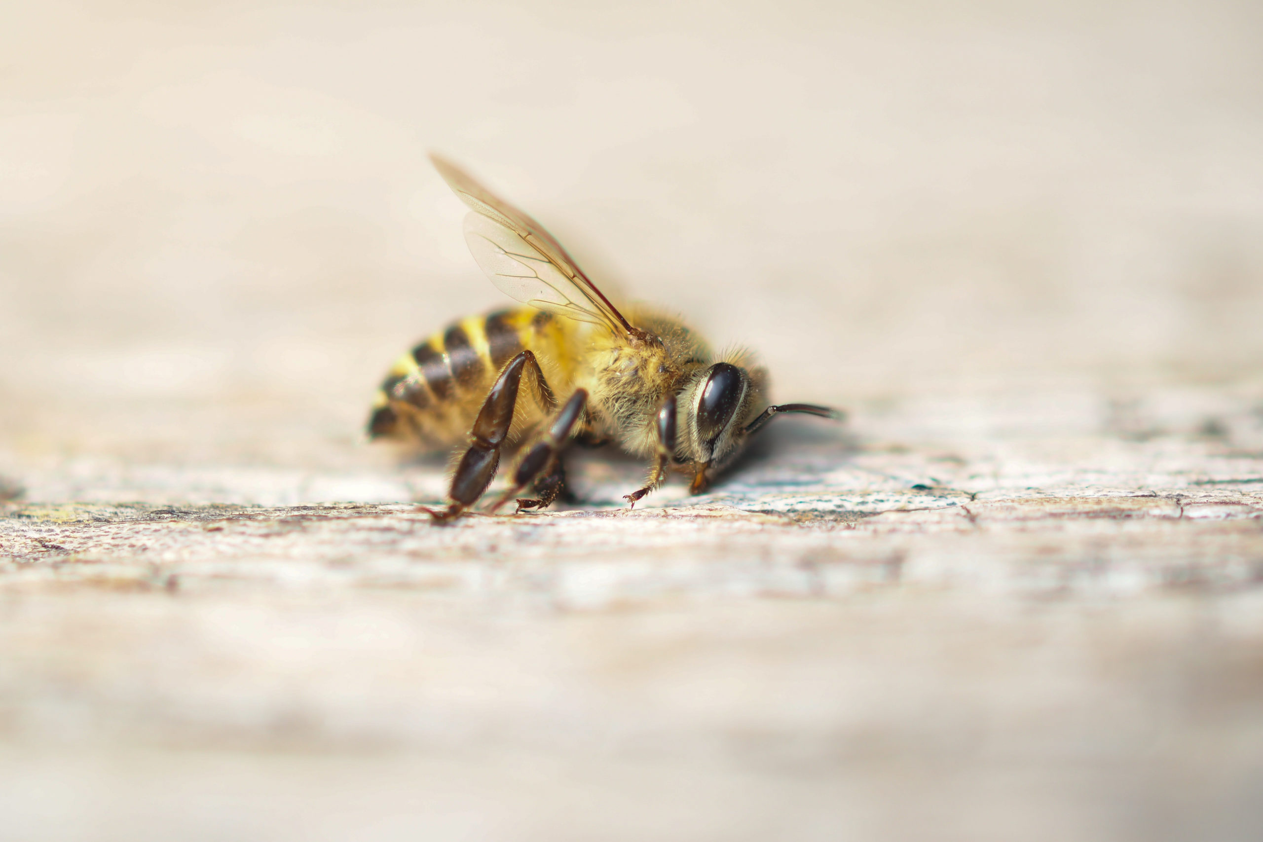Strage di api, è panico in agricoltura