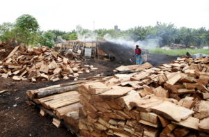 Ue vieta l’importazione di prodotti legati alla deforestazione