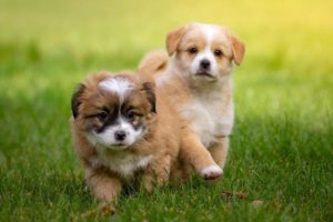 Bonus animali domestici: cosa prevede l’emendamento