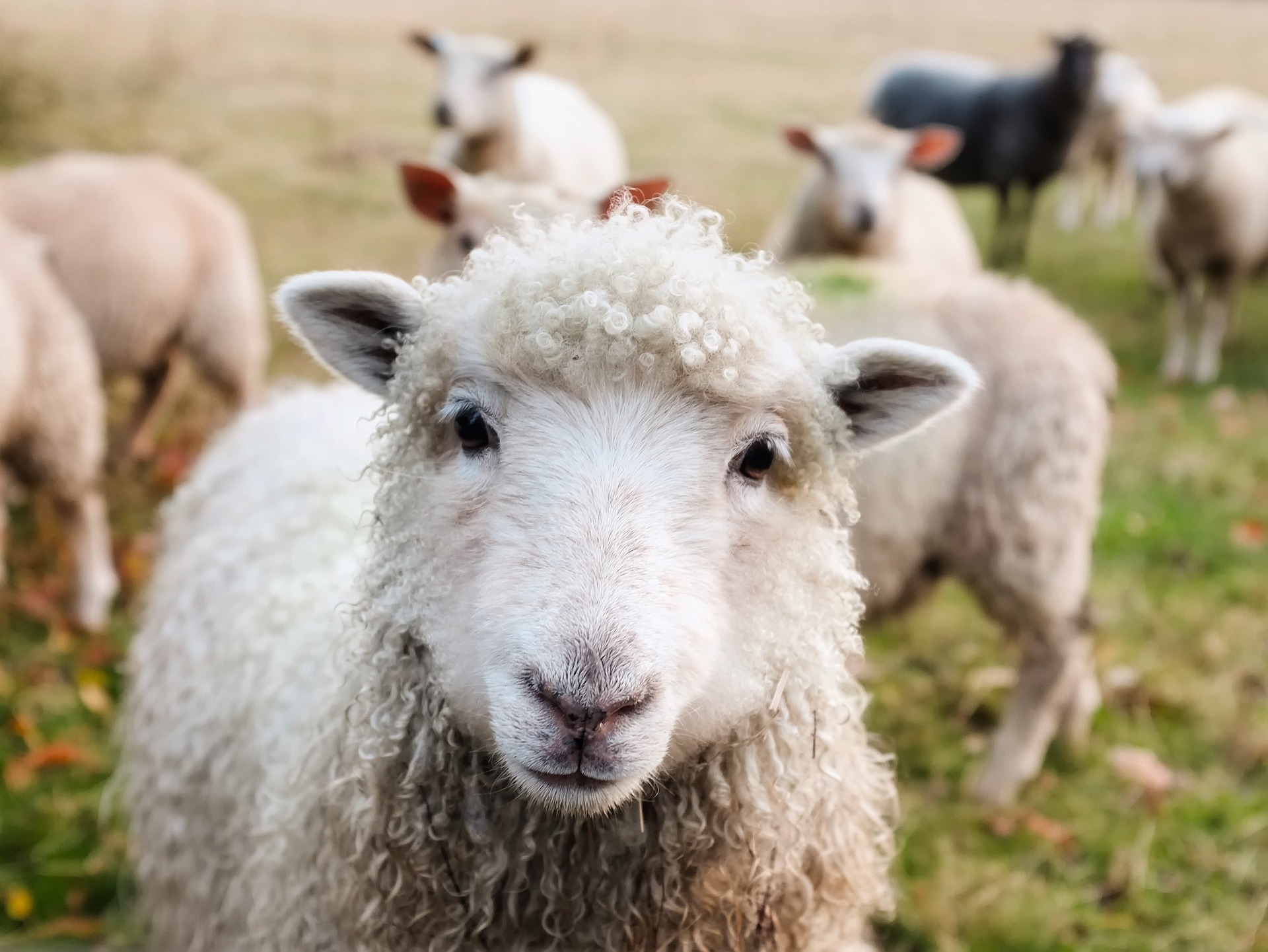 Transumanza nel Wyoming, i costi occulti dell’industria dell’allevamento ovino