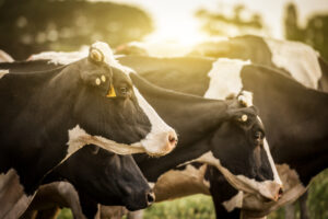 Cina, clonate tre “super mucche”