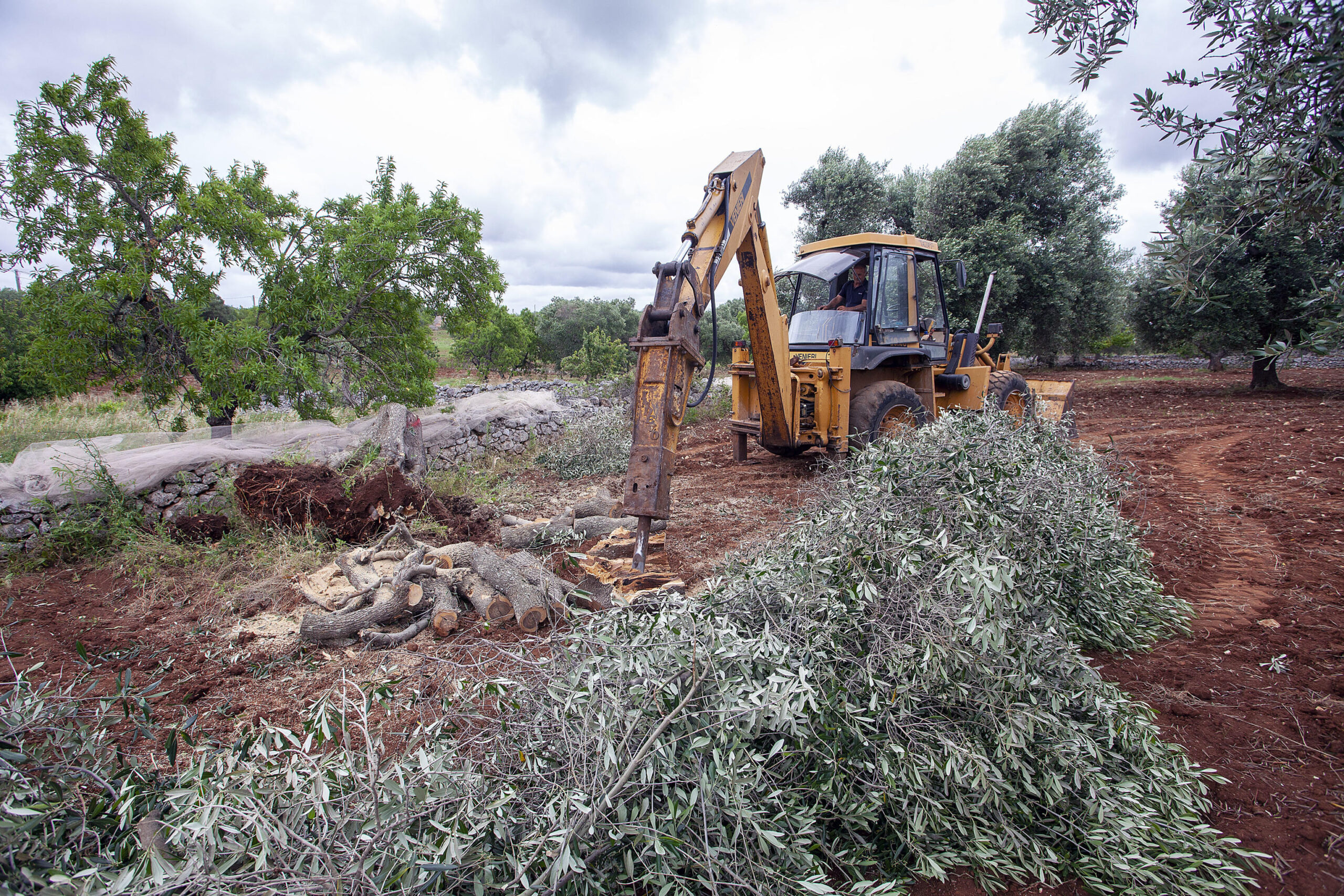 Olio, la Xylella ha già ucciso 21 milioni di ulivi