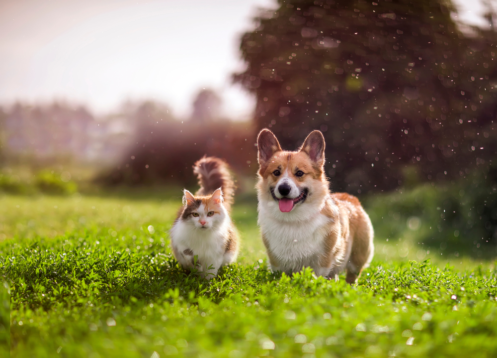 Pet Economy: cresce la spesa per i nostri amici animali