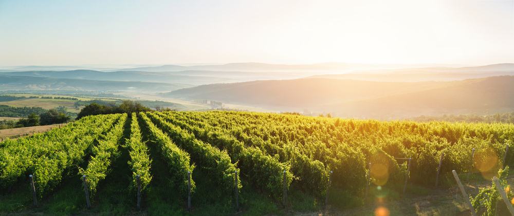 Vinitaly, il vino dà lavoro a 1,5 milioni di persone. Ed è un ottimo investimento