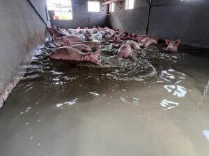 Foodvalley sott’acqua: 600 maiali annegati in una sola azienda. Colpite oltre 100 coop di ogni settore