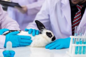 Test su animali (ri)autorizzati: proteste in Inghilterra