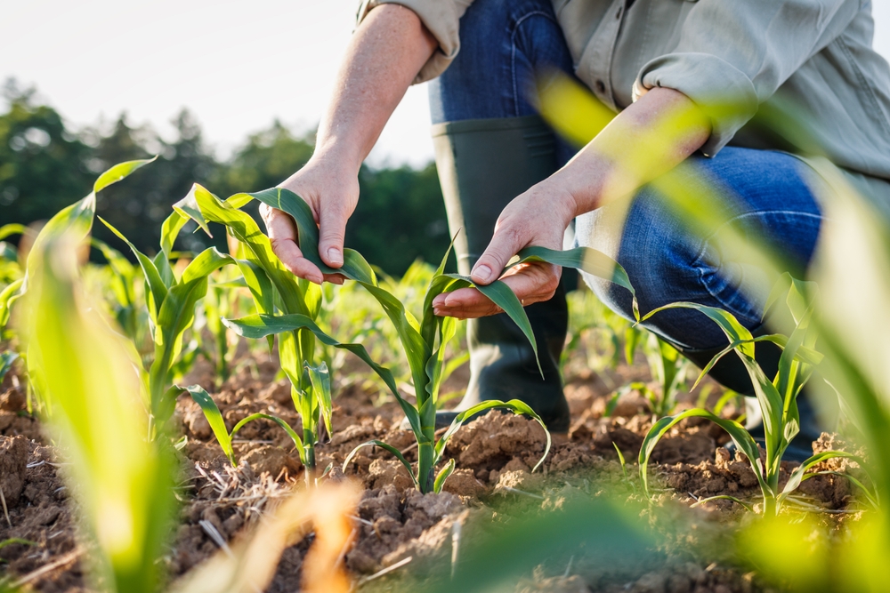 Caldo, ecco i danni all’agricoltura. L’analisi di Coldiretti