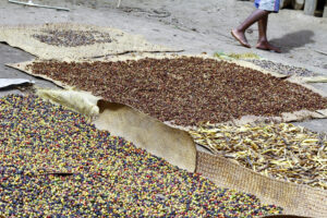 Brasile, il caffè non sarà più frutto di “schiavitù”