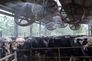 Caldo, crolla produzione di latte (-15%). Inutili docce e ventilatori