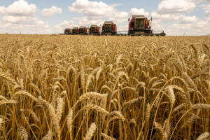 Prezzo del grano ai minimi da tre anni: le cause