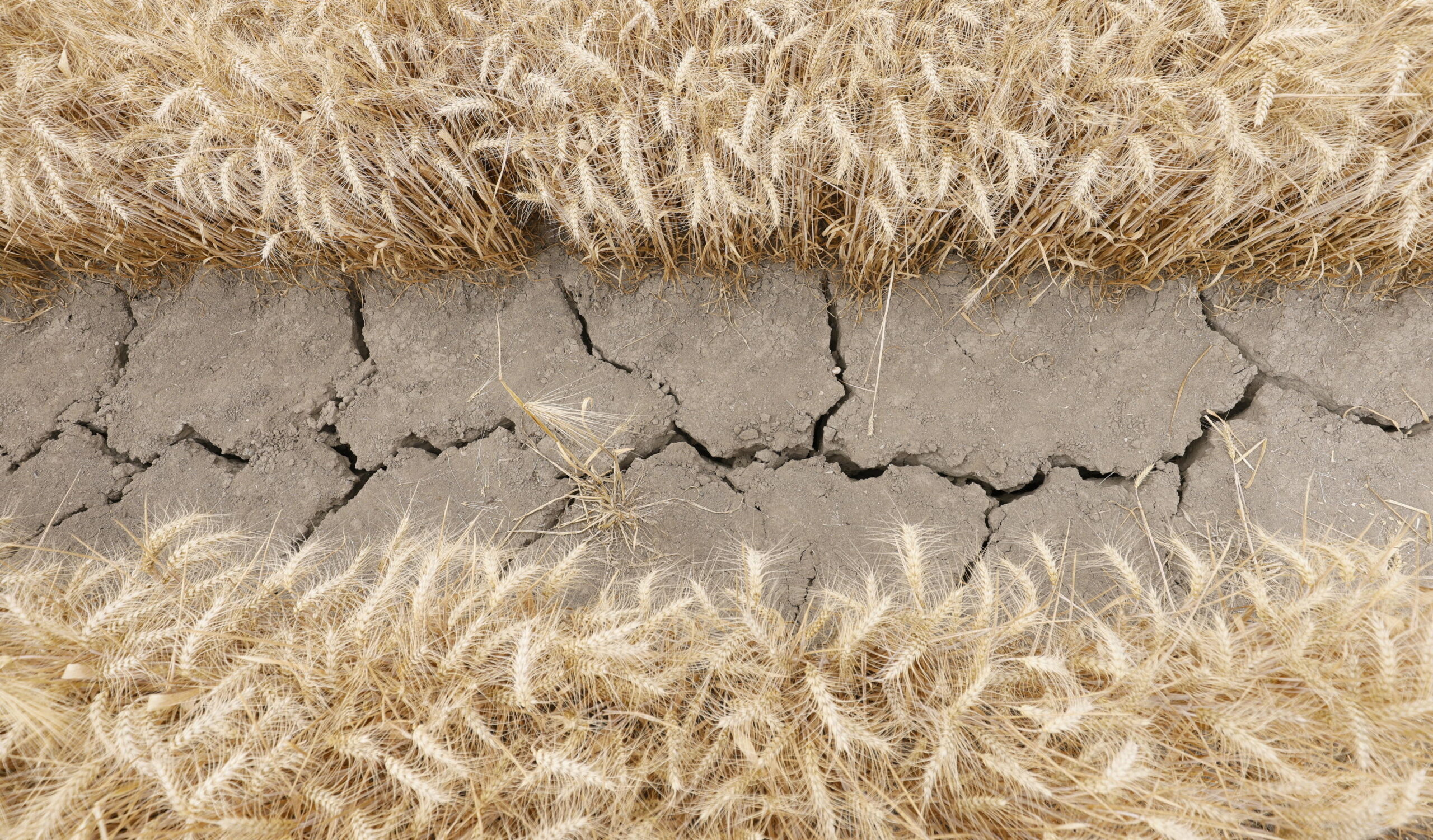 epa10760242 A harvested wheat field displays prominent cracks on its surface due to the effects of extreme dryness near Hockenheim, Germany, 21 July 2023. Germany has been affected by the heatwave influencing Europe.  EPA/RONALD WITTEK