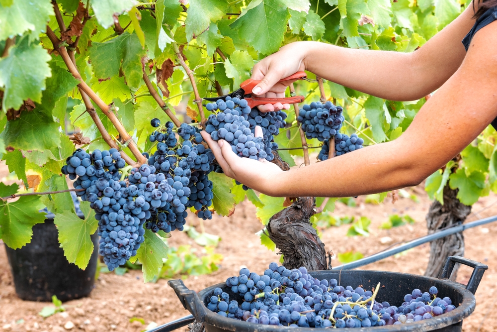 Coldiretti, produzione vitivinicola in calo in Italia per il maltempo. Annus horribilis per il Sud