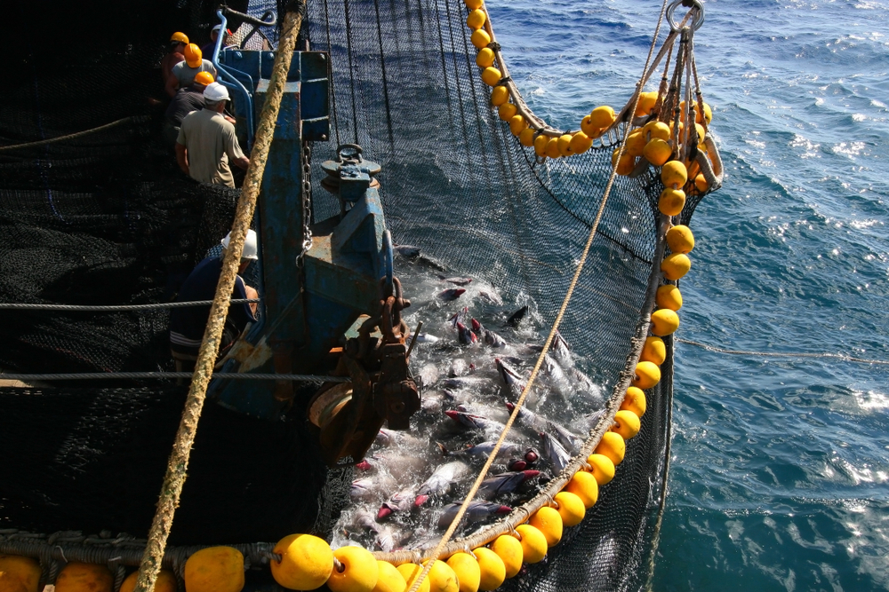 Giappone, tonno venduto all’asta per oltre 700 mila euro. Il triplo dello scorso anno