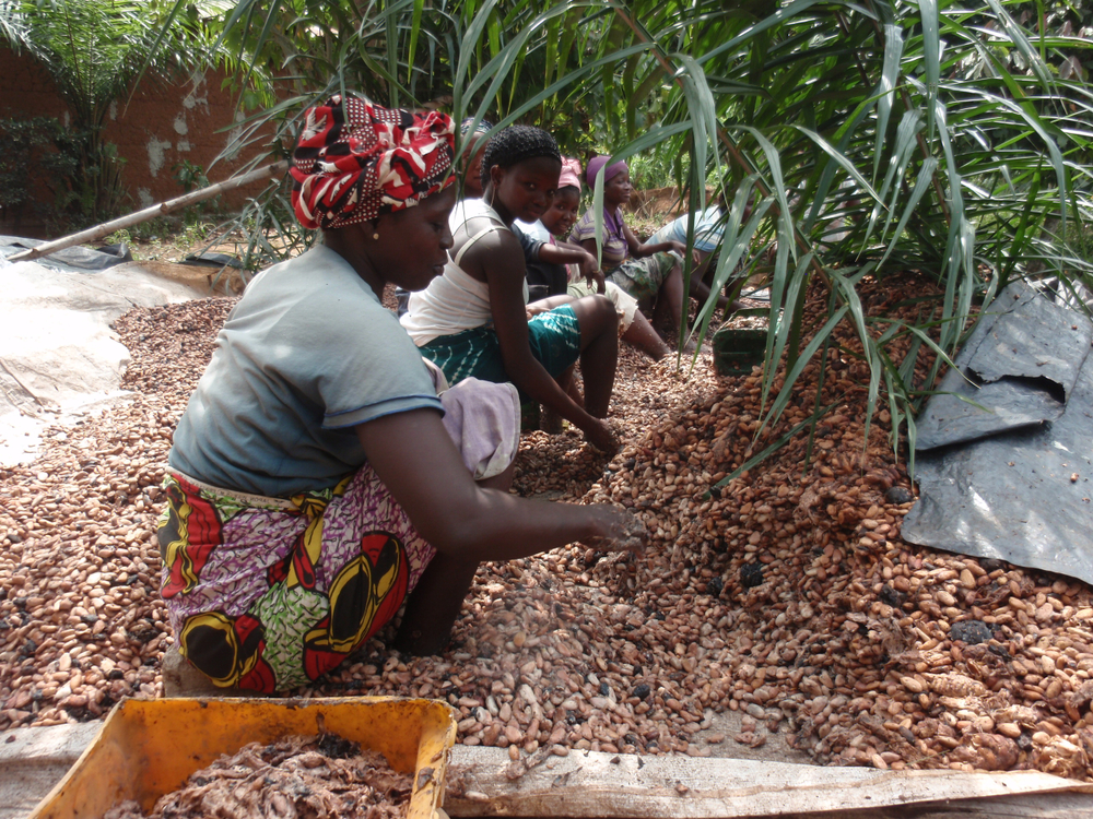 Caro-cacao: raccolti decimati, prezzi alle stelle