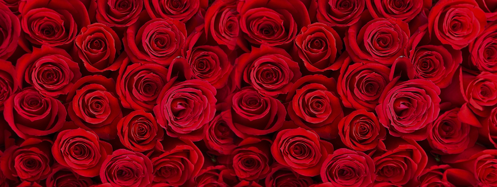 San Valentino, in aumento i fiori made in Italy: 35 milioni venduti