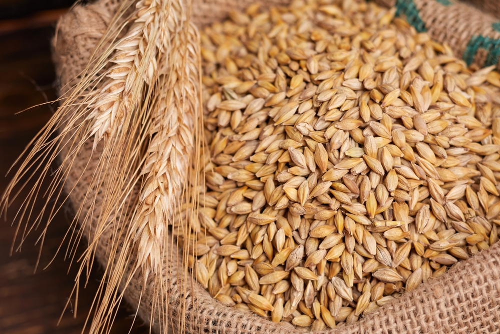 Import cereali, +4,1% nel 2023 pesano grano duro e tenero