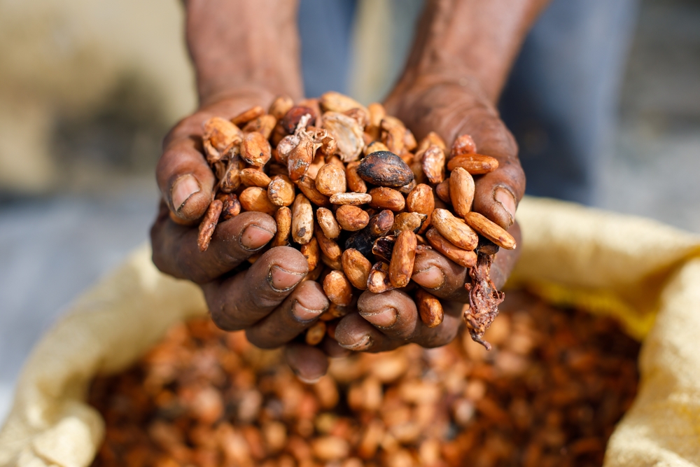 Cacao, prezzi record: raggiungono per la prima volta i 10.000 dollari la tonnellata