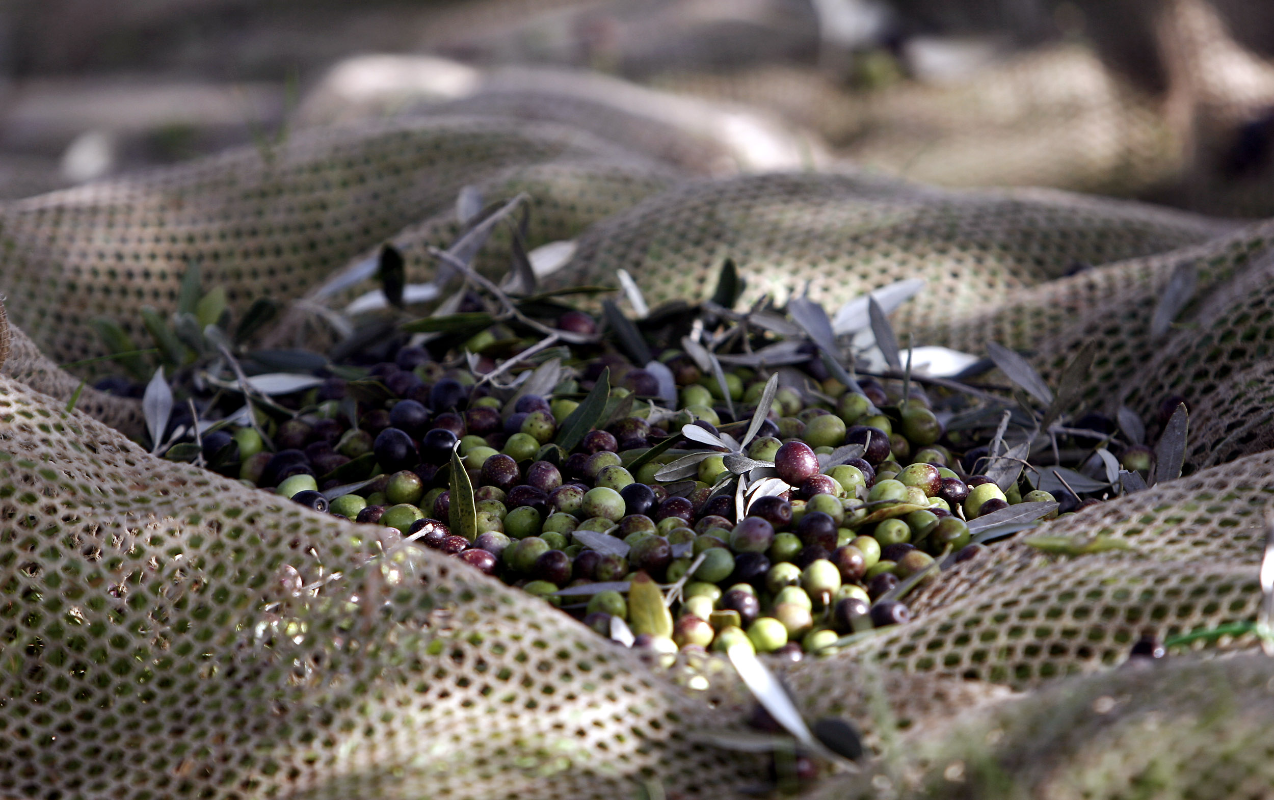 Deoleo: produzione olio d’oliva è in uno dei momenti più difficili di sempre