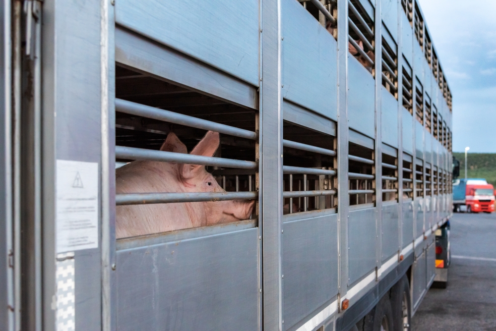 Cina, antidumping su prodotti carne maiale da Ue