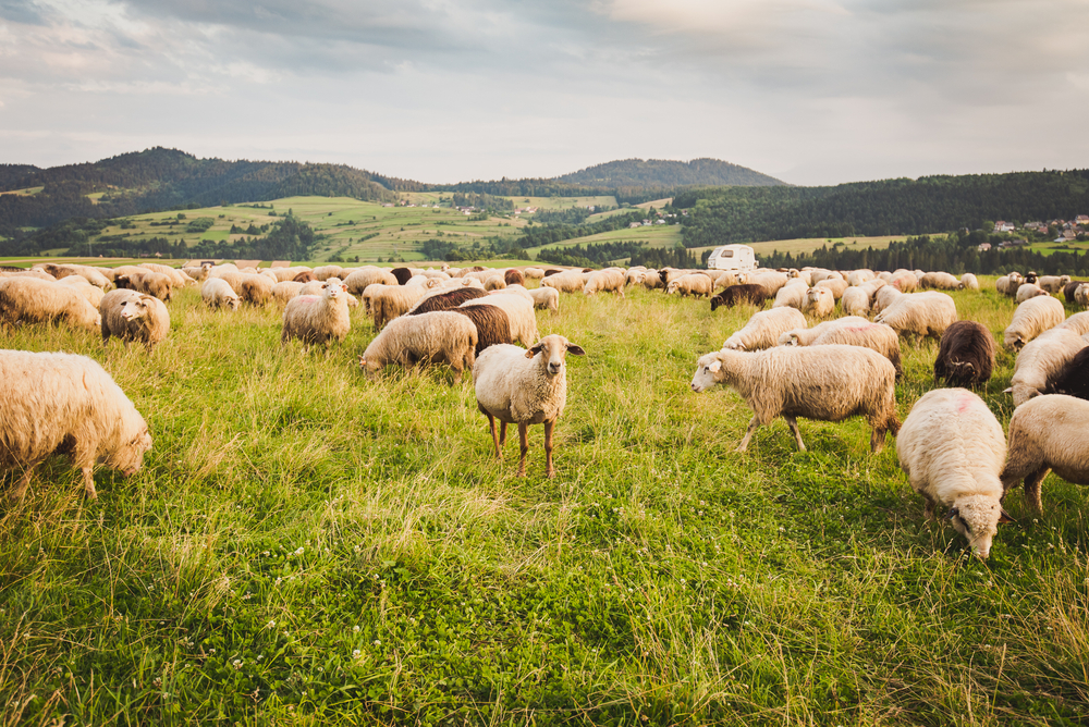 Bonus agricoltura, fino a 113,74 euro per pecore e capre