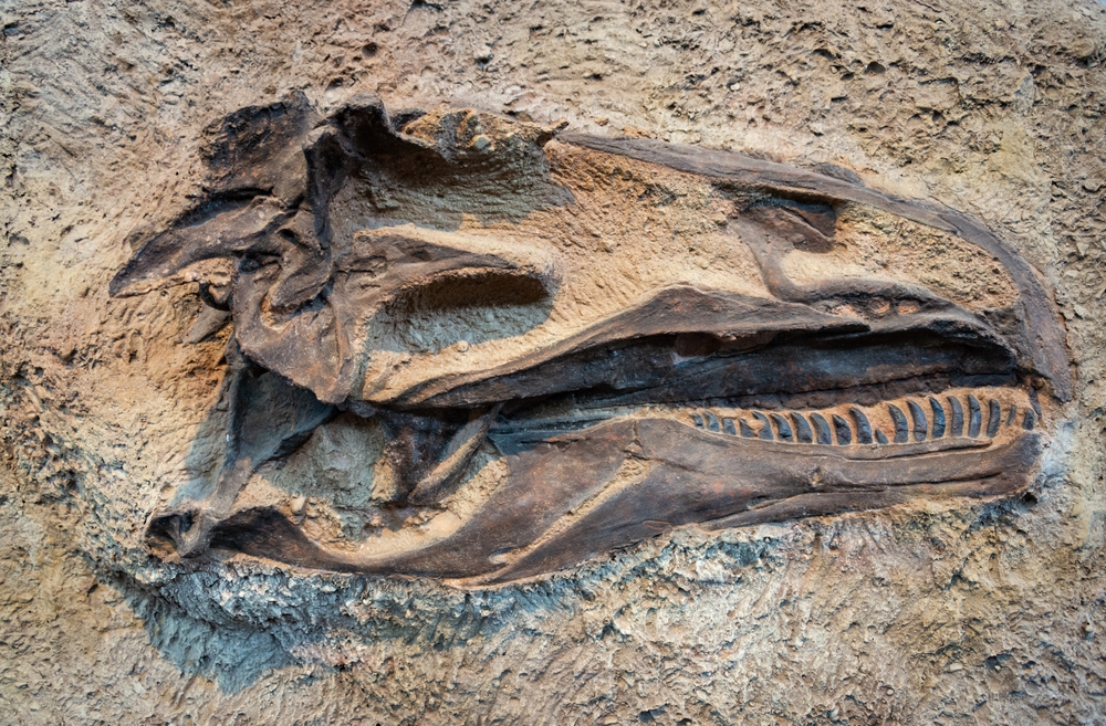 All’asta lo scheletro quasi completo di un dinosauro