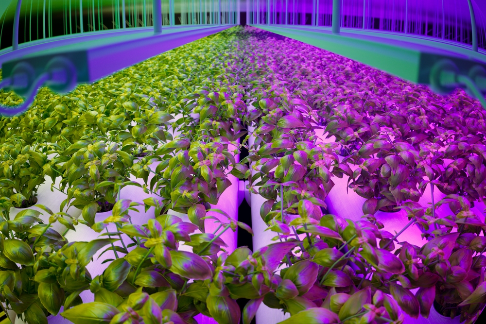 Agricoltura: Con AI calano i consumi, -25% di energia nell’indoor