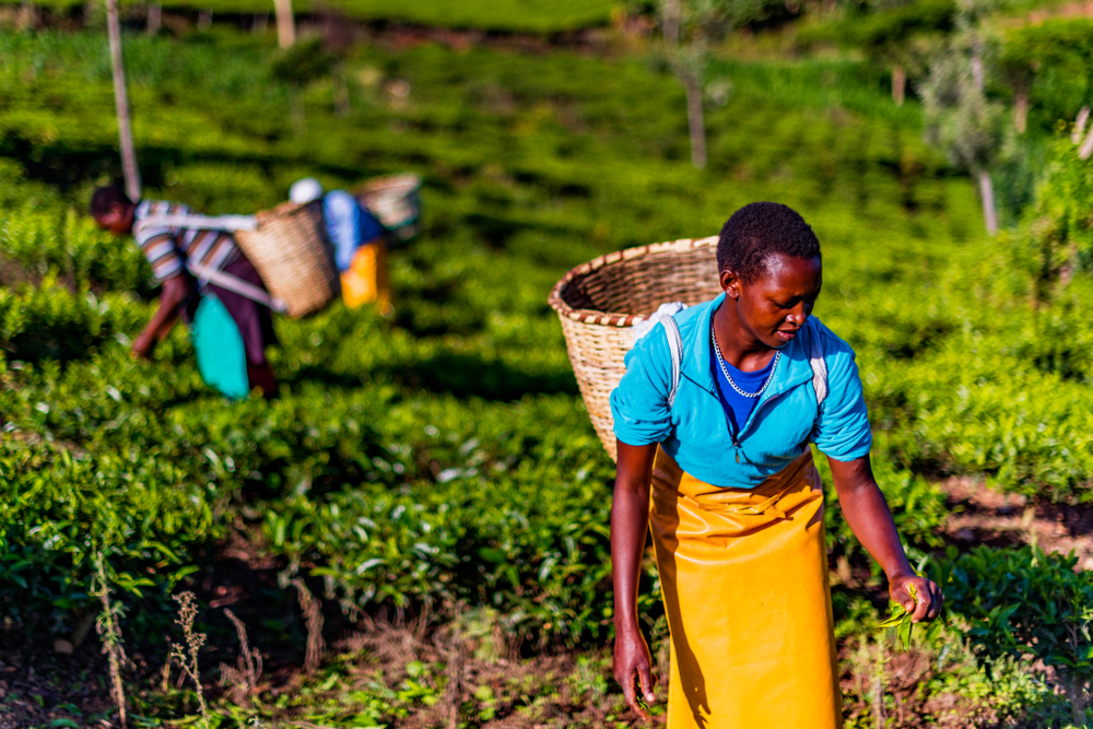 Kenya, il Pmi sale in espansione ad ottobre: dato a 50,4 punti