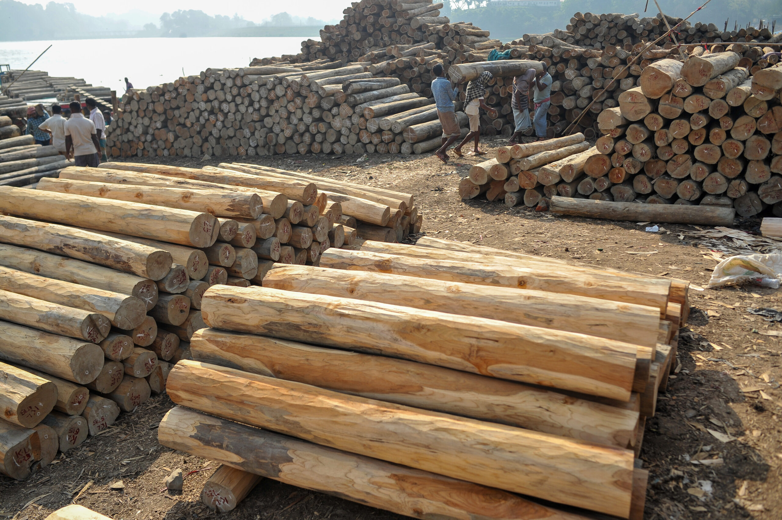 UE, stop alla deforestazione. Le imprese sono pronte?
