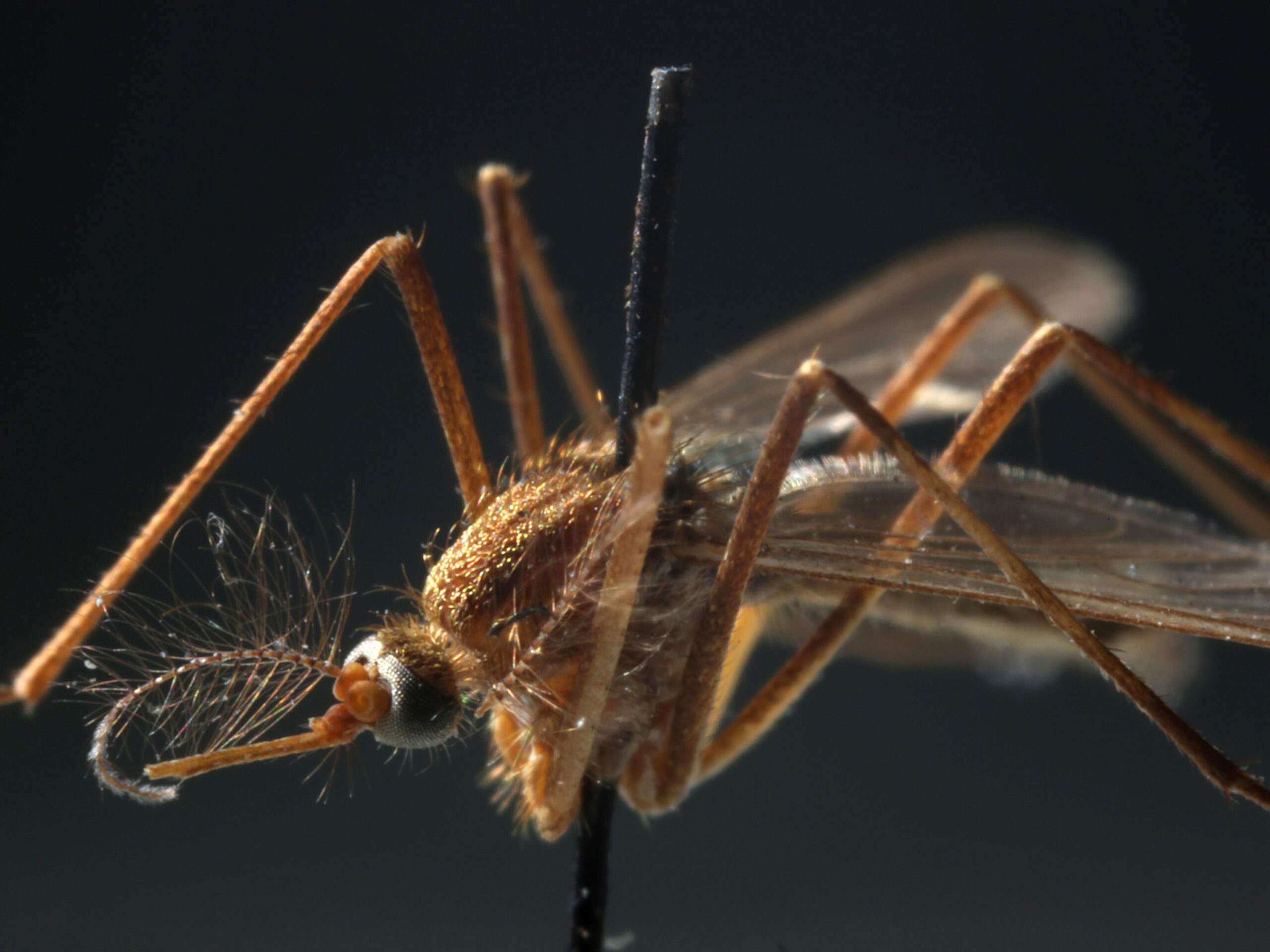West Nile, quanto costa l’estate del virus